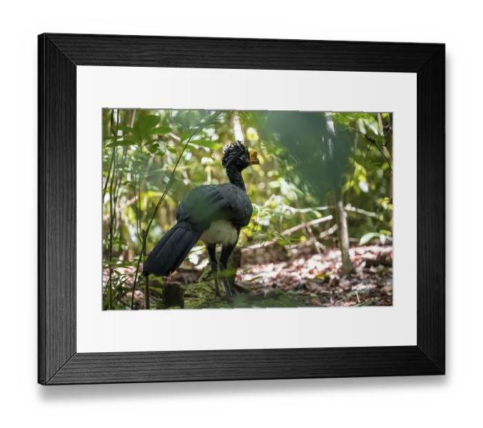 Framed Print : Tuberkehlhokko (Crax rubra), adult male Framed Print : Tuberkehlhokko (Crax rubra), adult male