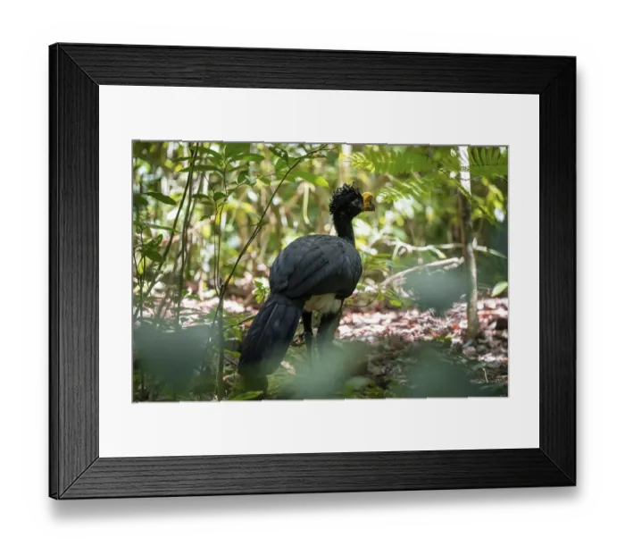Framed Print : Tuberkehlhokko (Crax rubra), adult male Framed Print : Tuberkehlhokko (Crax rubra), adult male