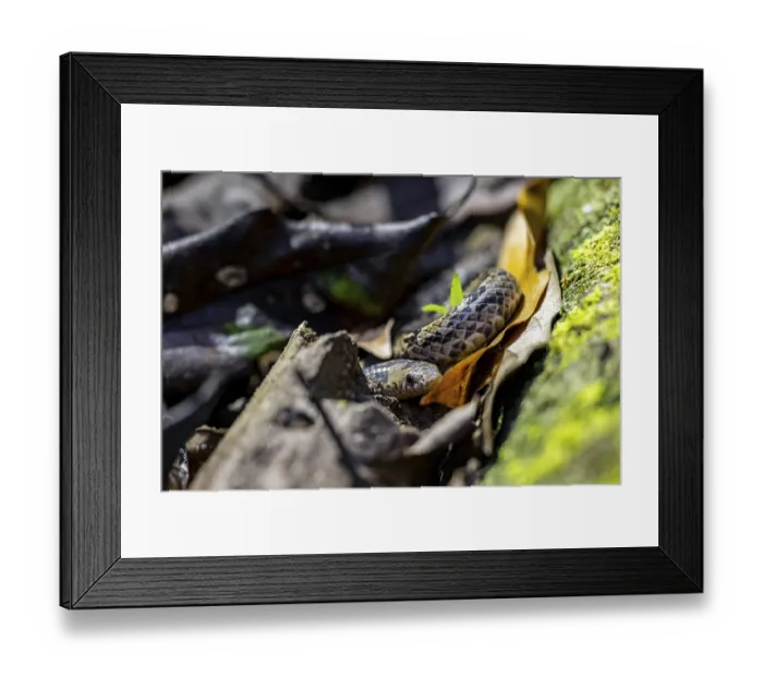 Framed Print : Adder (Colubridae), snake on the forest floor