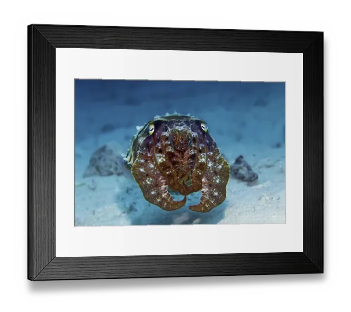 Framed Print : Broad-armed broadclub cuttlefish (Sepia latimanus)