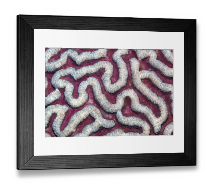 Framed Print : Stony coral (Symphyllia agaricia) Framed Print : Stony coral (Symphyllia agaricia)
