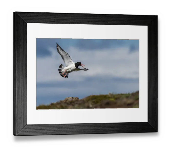 Framed Print : Oystercatcher (Haematopus ostralegus) in flight Framed Print : Oystercatcher (Haematopus ostralegus) in flight