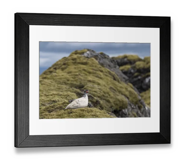 Framed Print : Rock ptarmigan (Lagopus muta), male sitting on moss-covered ground Framed Print : Rock ptarmigan (Lagopus muta), male sitting on moss-covered ground