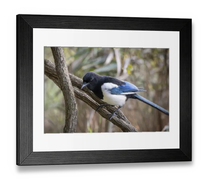 Framed Print : Magpie sitting on a branch with contrasting blue