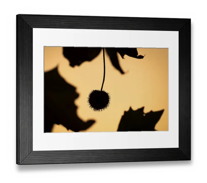 Framed Print : Plane tree, Oriental plane (Platanus orientalis) Framed Print : Plane tree, Oriental plane (Platanus orientalis)