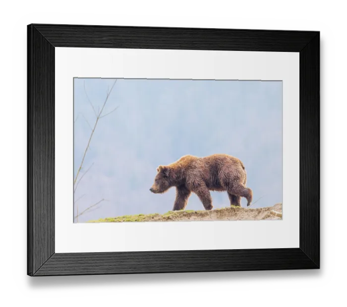 Framed Print : A young male Eurasian brown bear (Ursus arctos arctos) walks across a green meadow in hilly terrain Framed Print : A young male Eurasian brown bear (Ursus arctos arctos) walks across a green meadow in hilly terrain