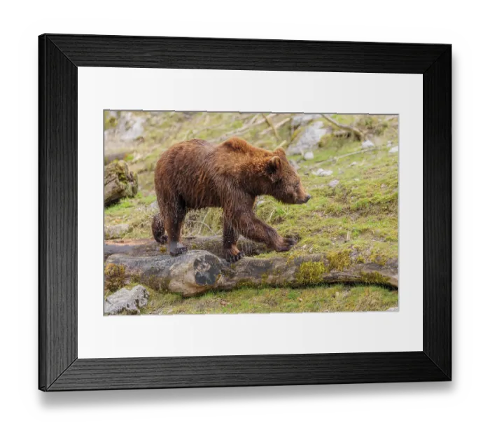 Framed Print : A young male brown bear (Ursus arctos arctos) Framed Print : A young male brown bear (Ursus arctos arctos)