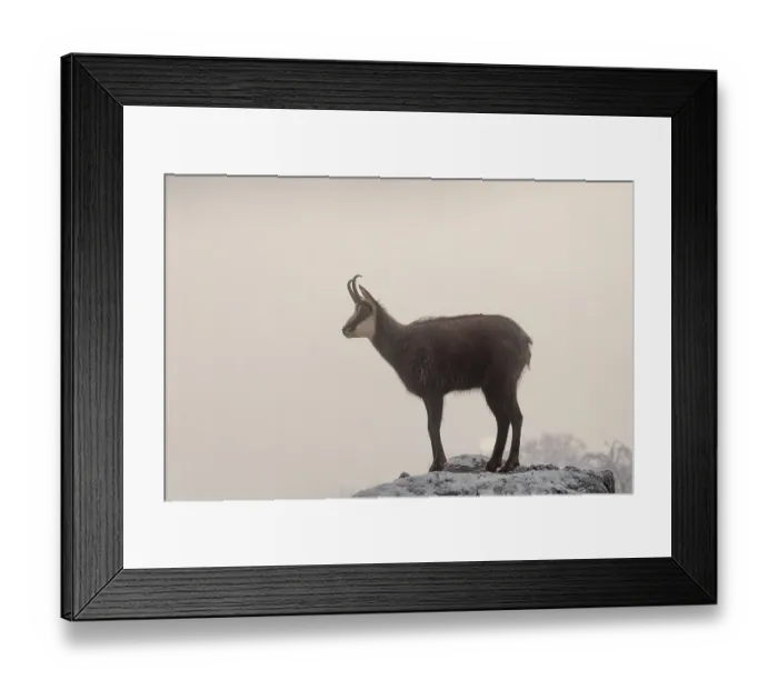 Framed Print : An adult male chamois (Rupicapra rupicapra) stands on a rock in dense fog at sunrise