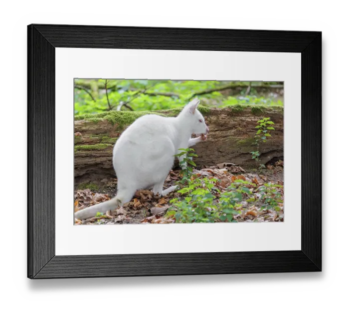Framed Print : An albino red-necked wallaby or Bennett's wallaby (Macropus rufogriseus)