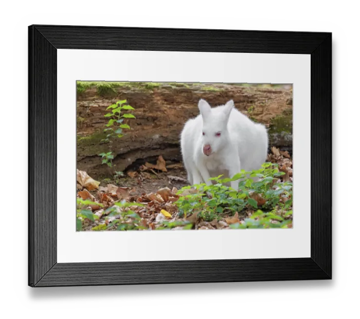 Framed Print : An albino red-necked wallaby or Bennett's wallaby (Macropus rufogriseus) Framed Print : An albino red-necked wallaby or Bennett's wallaby (Macropus rufogriseus)