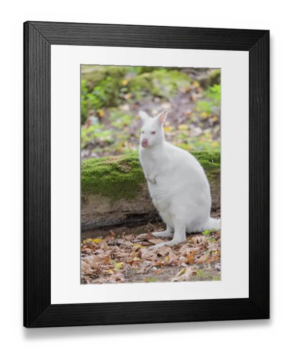 Framed Print : An albino red-necked wallaby or Bennett's wallaby (Macropus rufogriseus)
