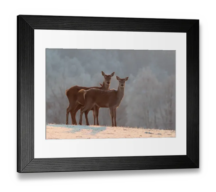 Framed Print : Three female red deer (Cervus elaphus) Framed Print : Three female red deer (Cervus elaphus)