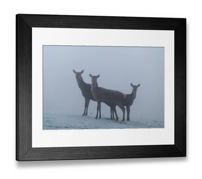 Framed Print : Three female red deer (Cervus elaphus) stand in dense fog on a meadow covered in hoar frost