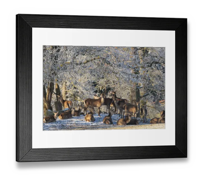 Framed Print : A herd of female red deer (Cervus elaphus) stands in a meadow covered in hoarfrost Framed Print : A herd of female red deer (Cervus elaphus) stands in a meadow covered in hoarfrost