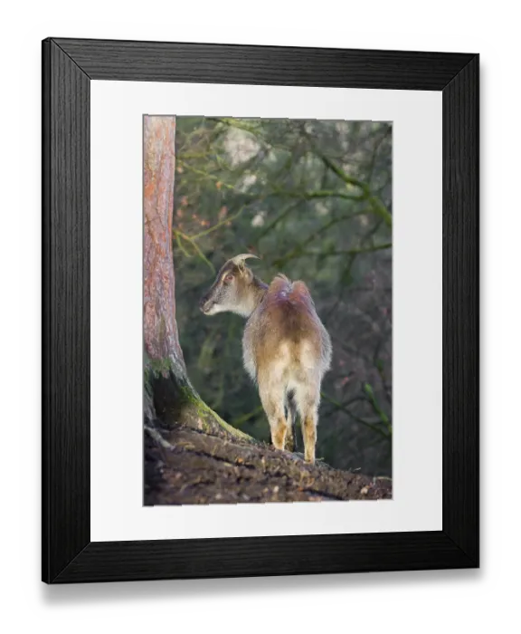 Framed Print : A female Himalayan Tahr (Hemitragus jemlahicus) stands on a forest edge Framed Print : A female Himalayan Tahr (Hemitragus jemlahicus) stands on a forest edge