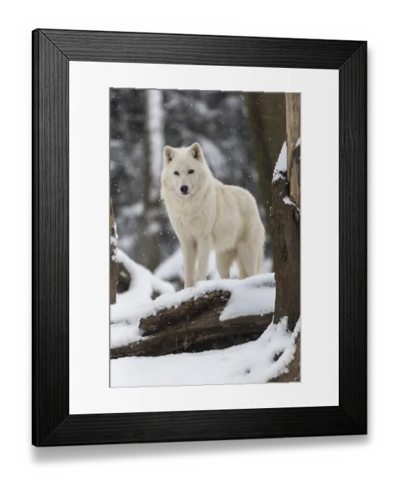 Framed Print : Melville Island wolf (Arctic wolf) standing in snow covered forest Framed Print : Melville Island wolf (Arctic wolf) standing in snow covered forest