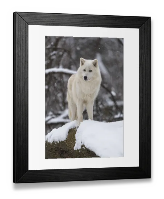 Framed Print : Melville Island wolf (Arctic wolf) standing in snow covered forest