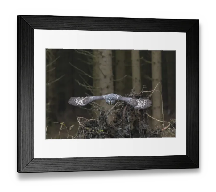 Framed Print : One great grey owl (Strix nebulosa) flying through a spruce forest
