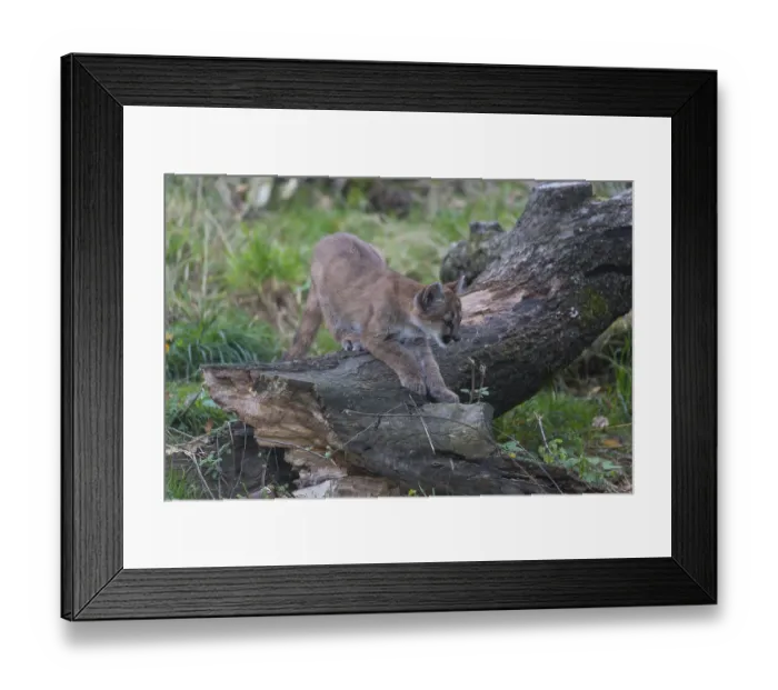 Framed Print : One cougar kitten, Puma concolor