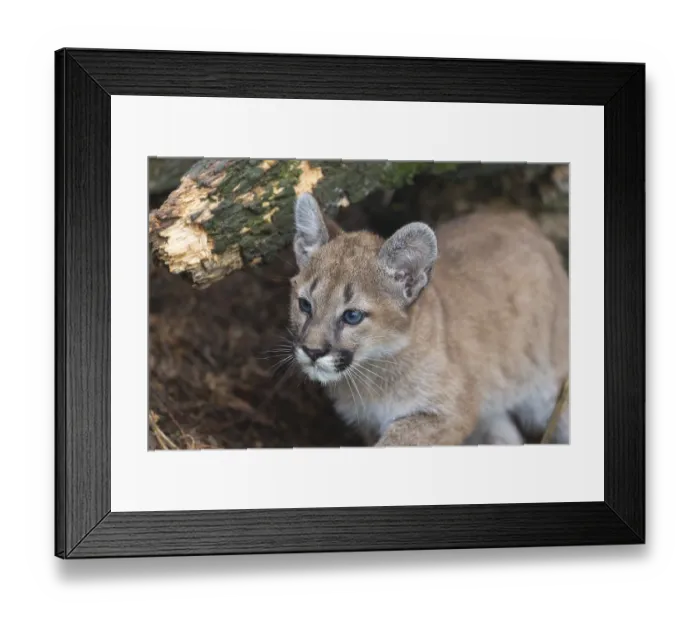 Framed Print : A cougar kitten, Puma concolor