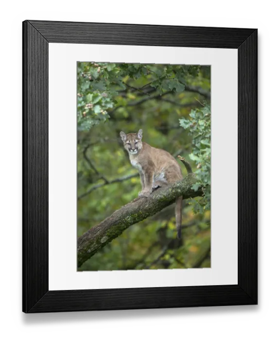 Framed Print : One young cougar, Puma concolor
