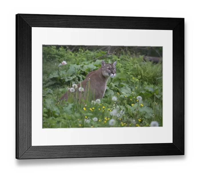 Framed Print : One male cougar, Puma concolor