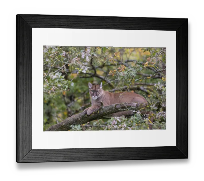 Framed Print : One adult cougar, Puma concolor Framed Print : One adult cougar, Puma concolor