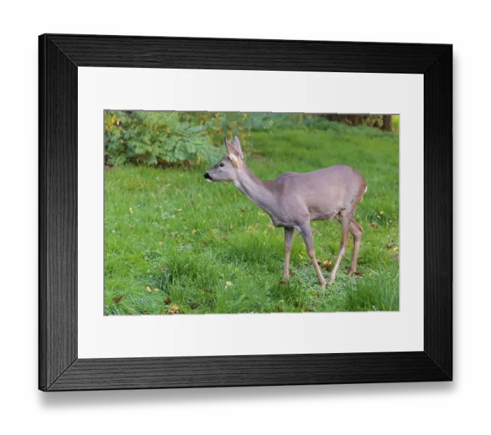 Framed Print : A female roe deer (Capreolus capreolus) stands in a green meadow on a cloudy day Framed Print : A female roe deer (Capreolus capreolus) stands in a green meadow on a cloudy day