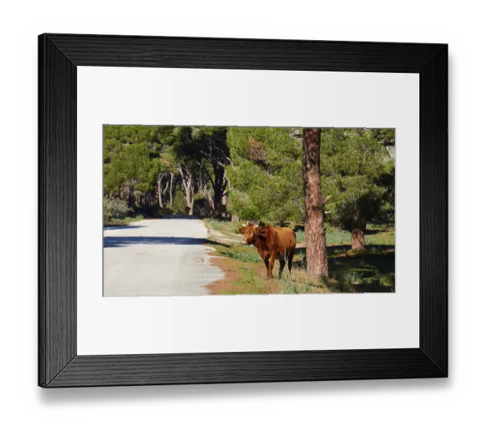 Framed Print : A cow (bubulae), standing alone on a sunny road