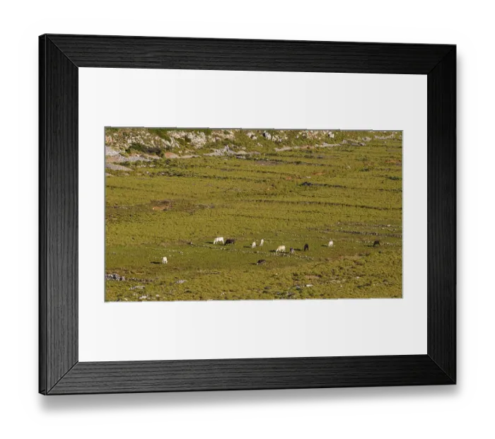 Framed Print : A pasture landscape with cows in a mountainous setting under a clear sky