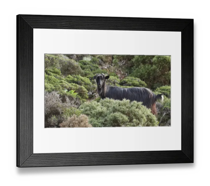 Framed Print : A black goat stands surrounded by dense vegetation and looks into the camera Framed Print : A black goat stands surrounded by dense vegetation and looks into the camera
