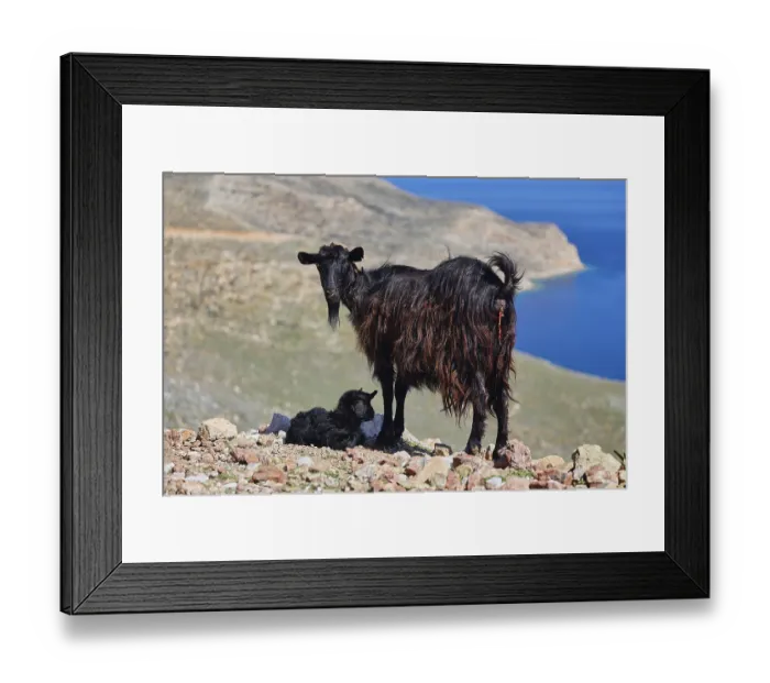 Framed Print : Black goat with newborn lamb on rocky cliff above the sea Framed Print : Black goat with newborn lamb on rocky cliff above the sea