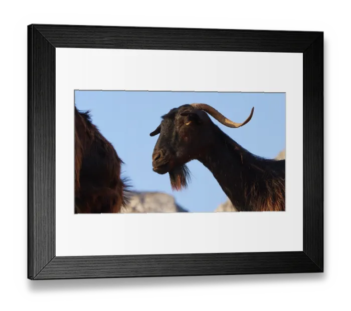 Framed Print : A side profile of a goat with horns and beard against a blue sky Framed Print : A side profile of a goat with horns and beard against a blue sky