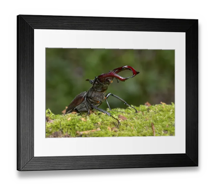 Framed Print : Stag beetle (Lucanus cervus), horned beetle