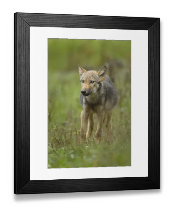 Framed Print : Wolf (Canis lupus), wolf cubs on the meadow