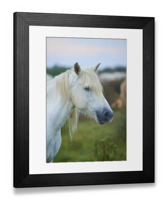 Framed Print : Close-up of a white Camargue horse with flowing mane in green surroundings