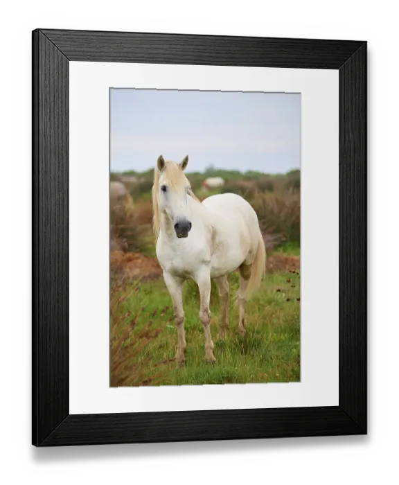 Framed Print : A white Camargue horse stands in a green meadow