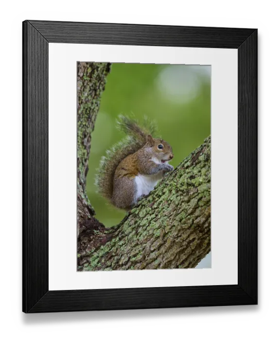 Framed Print : American grey squirrel (Sciurus carolinensis) sitting on a leafy branch on a tree