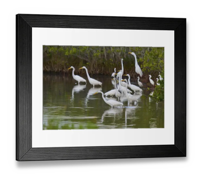 Framed Print : Great Egret (Egretta alba), group standing in a calm body of water surrounded by green vegetation