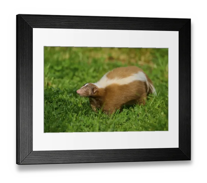 Framed Print : A brown skunk (Mephitis mephitis) with white stripes runs across a green meadow