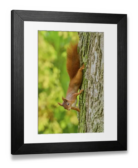 Framed Print : Eurasian squirrel (Sciurus vulgaris) Framed Print : Eurasian squirrel (Sciurus vulgaris)