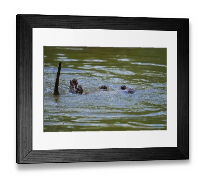 Framed Print : European otter (Lutra lutra), swimming playfully on its back in the water