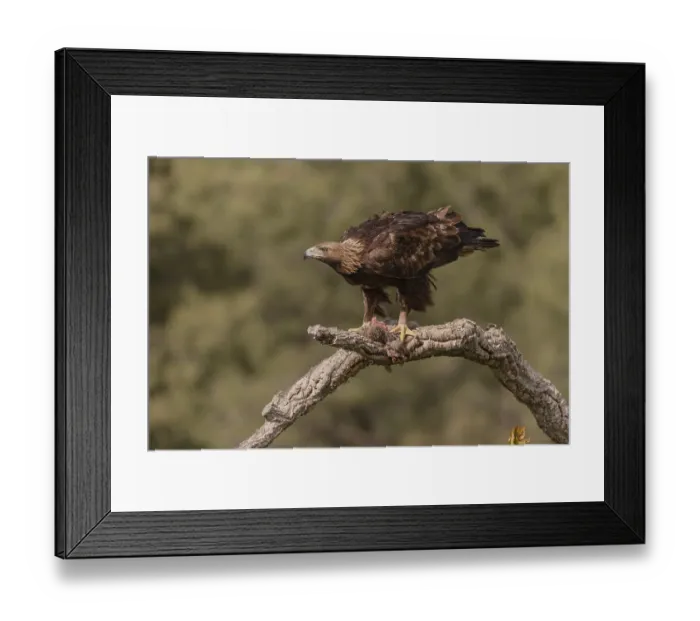 Framed Print : Golden eagle (Aquila chrysaetos) on cork oak branch with rabbit Framed Print : Golden eagle (Aquila chrysaetos) on cork oak branch with rabbit