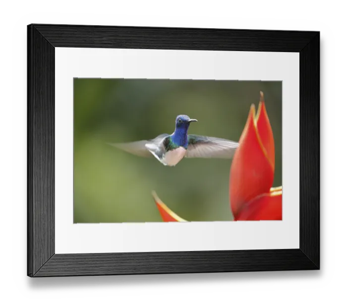 Framed Print : White necked jacobin (Florisuga mellivora) or Jacobin Hummingbird