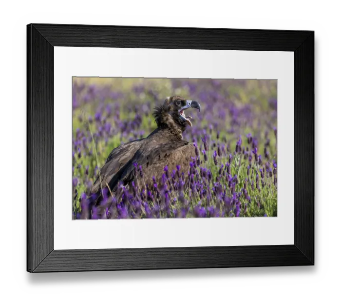 Framed Print : Cinereous vulture (Aegypius monachus)