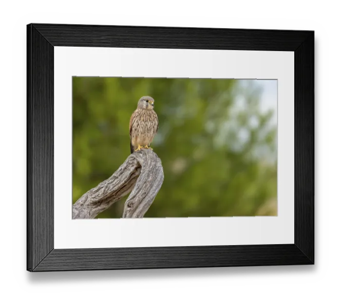 Framed Print : Common kestrel (Falco tinnunculus) Framed Print : Common kestrel (Falco tinnunculus)