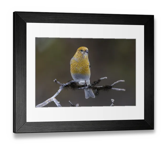 Framed Print : Pine grosbeak (Pinicola enucleator)