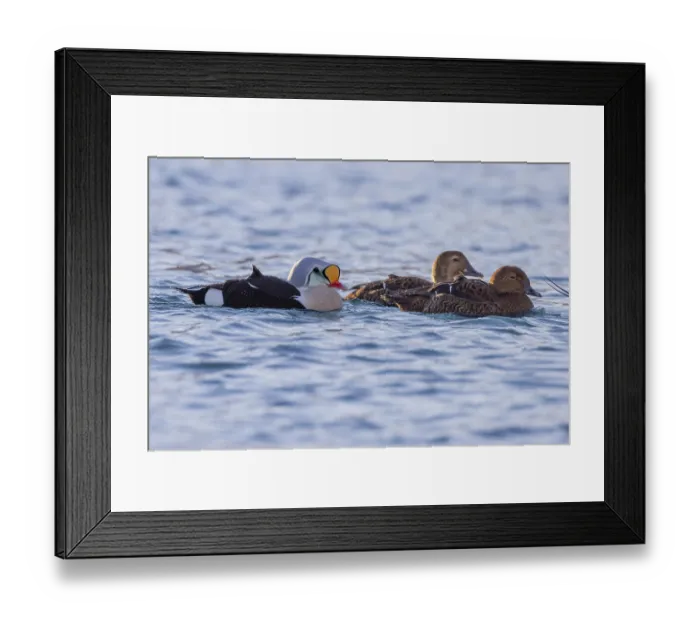 Framed Print : King eiders (Somateria spectabilis)