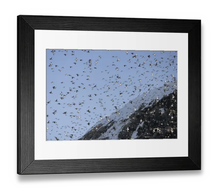Framed Print : Common guillemots (Uria aalge) Framed Print : Common guillemots (Uria aalge)