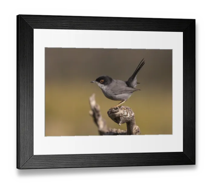 Framed Print : Sardinian warbler (Sylvia melanocephala) Framed Print : Sardinian warbler (Sylvia melanocephala)